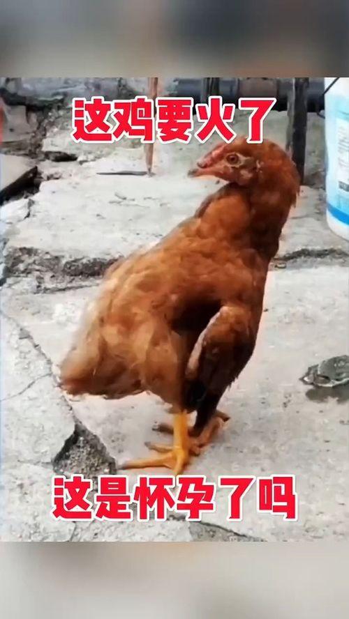 鸡变成人了搞笑视频,笑料横生！搞笑视频带你领略跨界奇遇  第2张